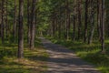 A quiet path throug a forest park on a sunny day Royalty Free Stock Photo