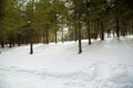 A quiet pine forest and beautiful views after heavy snowfall