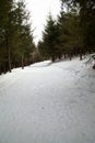 A quiet pine forest and beautiful views after heavy snowfall