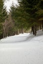 A quiet pine forest and beautiful views after heavy snowfall