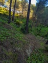 Quiet pine forest picturesque natural beauty