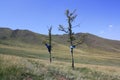 The quiet pine trees, unknown steppe, Tuv, Mongolia.