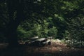 Quiet place with big table and benches and an old beech tree. Royalty Free Stock Photo