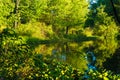Quiet pond at evening Royalty Free Stock Photo