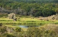 Quiet Pond in Florida Forest