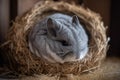 A quiet and reserved chinchilla snuggled up in a ball - This chinchilla is snuggled up in a ball, enjoying some relaxation time in