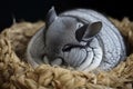 A quiet and reserved chinchilla snuggled up in a ball - This chinchilla is snuggled up in a ball, enjoying some relaxation time in