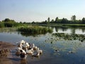 Quiet river in the early morning. Geese are splashing at the water`s edge Royalty Free Stock Photo