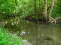 Quiet river in forest with reflections and trees Royalty Free Stock Photo