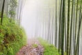 Quiet road road in the bamboo forest Royalty Free Stock Photo