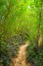 Quiet road road in the forest in the mountains Royalty Free Stock Photo