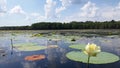 Flower and Lily Pads on the Lake Royalty Free Stock Photo