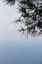 Quiet seascape, with a branch of pine tree Royalty Free Stock Photo