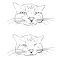 The quiet and sleeping cat, the black drawing on a white background Royalty Free Stock Photo