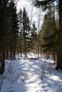 A quiet, snowy path on a sunny day