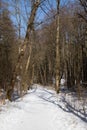 A quiet, snowy path on a sunny day