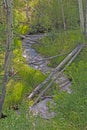 Quiet Stream Amongst the Aspen