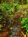 A quiet stream under the bushes