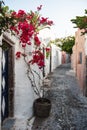 Quiet street in Oia, Santorini. Bougainvillea flowers next to a blue door. Royalty Free Stock Photo