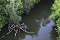 Quiet summer evening on the river. Reflection of a green and sunken tree branches in the mirrored surface of the water Royalty Free Stock Photo