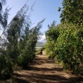 A Quiet Trail at Bird & Fish Santuary Hawaii