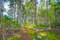 Quiet Trail Through a Coastal Forest