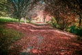 Quiet trail covered in red foliage among bare trees in autumn. N