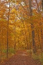 Quiet Trail in the Fall