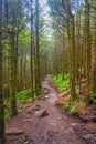 Quiet Trail Snaking Through a Spruce Fir Forest
