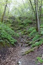 A quiet trail in the middle of a forest