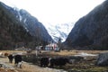 A quiet village under the snow mountain, a river and a few cows
