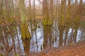 Quiet Wetland in a Hardwood Forest Royalty Free Stock Photo