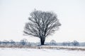 Quiet winter landscape lightly covered with white snow with a branched bare old tree