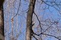 Beautiful woodpecker exploring the wood for bugs Royalty Free Stock Photo