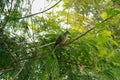 A quietly resting bird on a branch of tree in the country side of india near by a lake where there are enough prey for this.