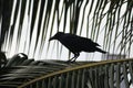 A quietly sat crow upon a coconut tree leaf. This little versatile bird is seen across the globe.