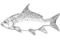 Quillback Carpiodes cyprinus or quillback carpsucker Freshwater Fish Cartoon Drawing