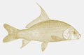 Quillback, a freshwater fish from north america in side view