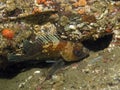 Quillback Rockfish (Sebastes maliger)