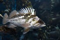 Quillback rockfish Sebastes maliger, freshwater fish