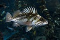 Quillback rockfish Sebastes maliger, freshwater fish