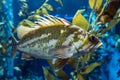 Quillback rockfish Sebastes maliger, freshwater fish