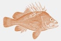 Quillback rockfish in side view