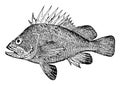 Quillback Rockfish, vintage illustration