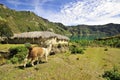 Quilotoa crater lakeand alpacas in the andes mountains of Ecuador