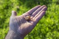 Quimper snail on top of a hand. Elona quimperiana . spotted snail, Mollusca, Gastropoda, Helicoidea Royalty Free Stock Photo