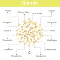 Quinao nutrient of facts and health benefits, info graphic