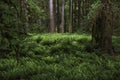 Fern Grotto In The Quinault Rainforest