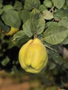 Quince Royalty Free Stock Photo