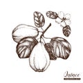 Vector quince vintage sketch. Hand drawn illustration. Engraved fruit drawing. Botanical design template.